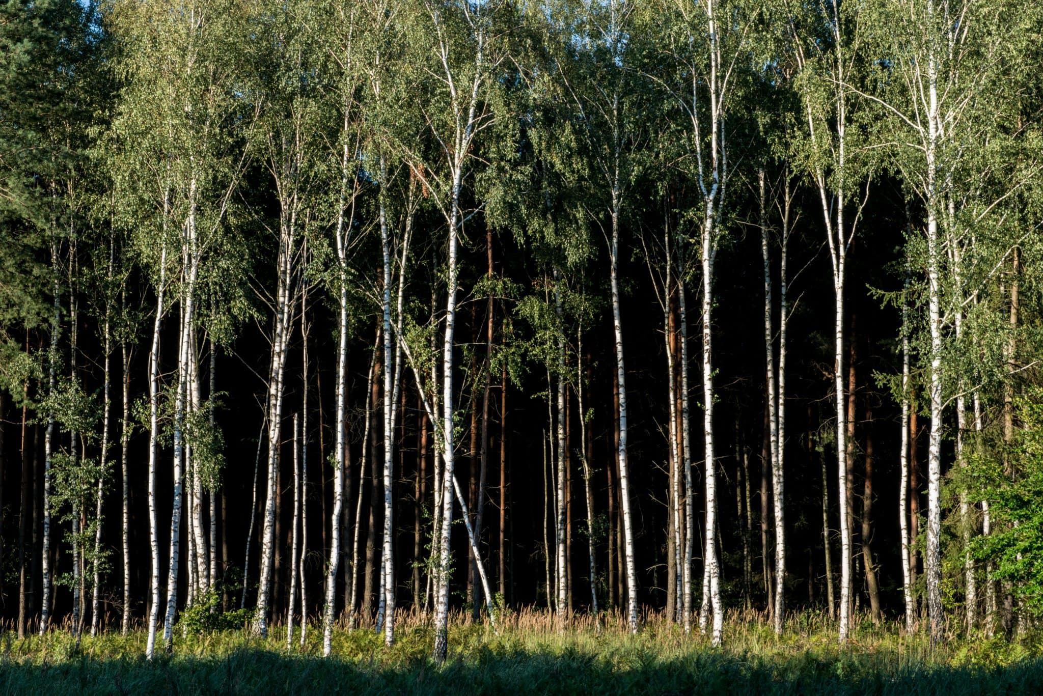 filtry fotograficzne – las brzozowy