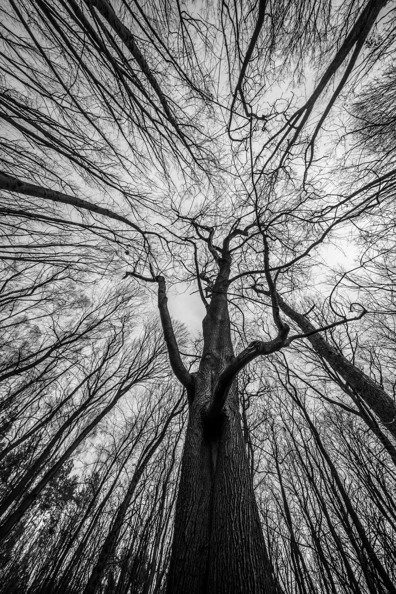 Laowa 10-18mm f/4.5-5.6 FE Zoom