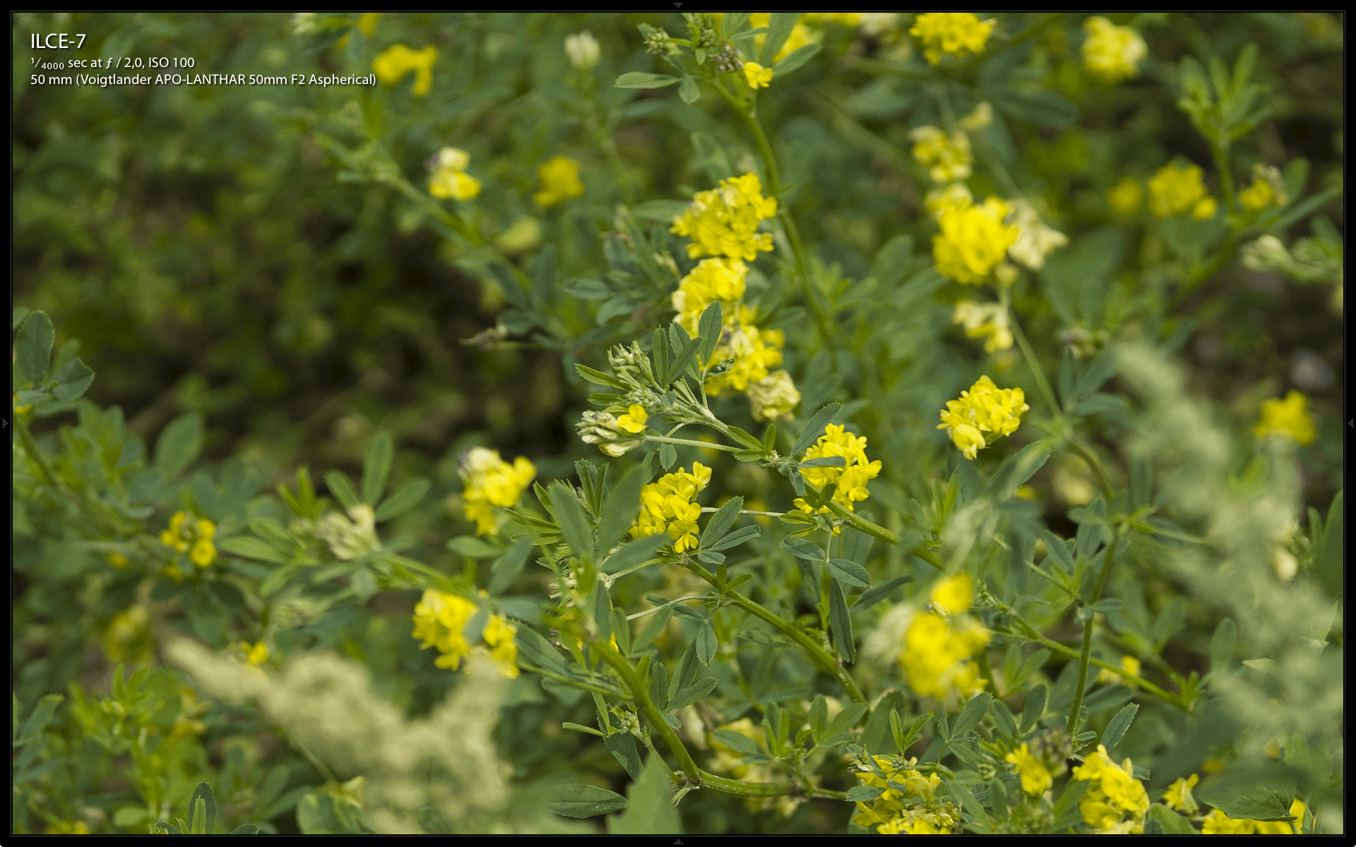 voigtlander Lanthar 50mm