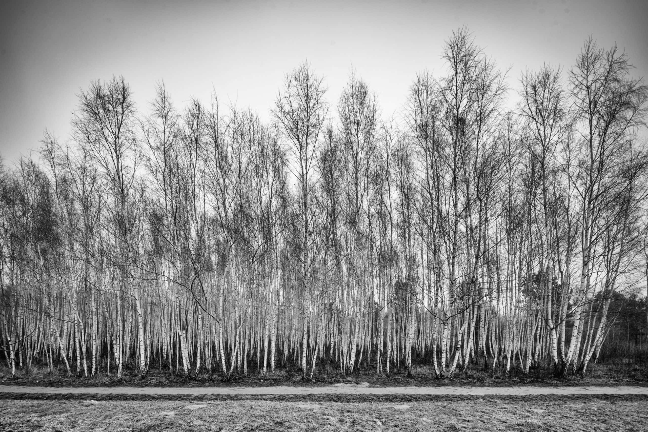 Las Kabacki na Ursynowie Laowa shift