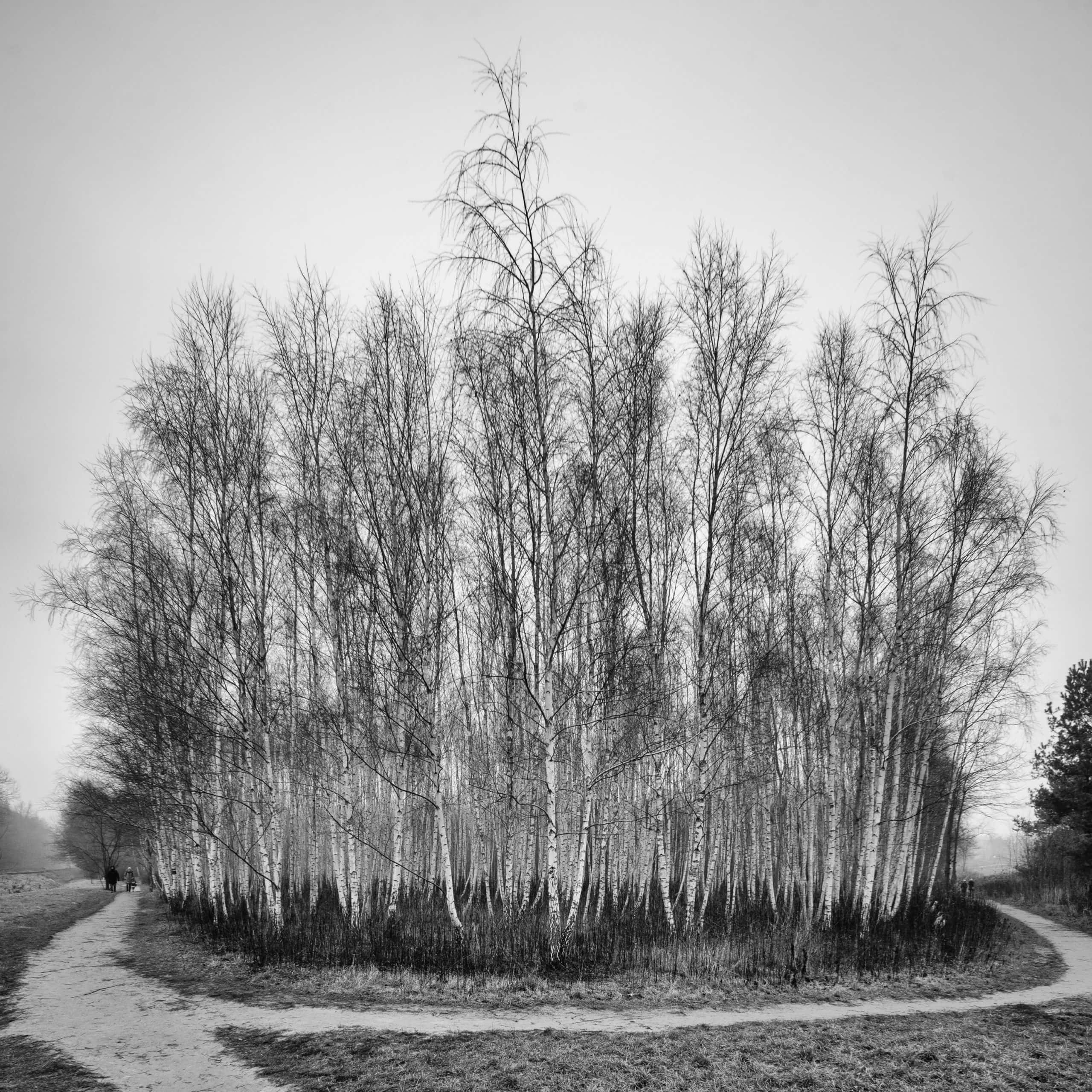 Las Kabacki na Ursynowie Laowa shift