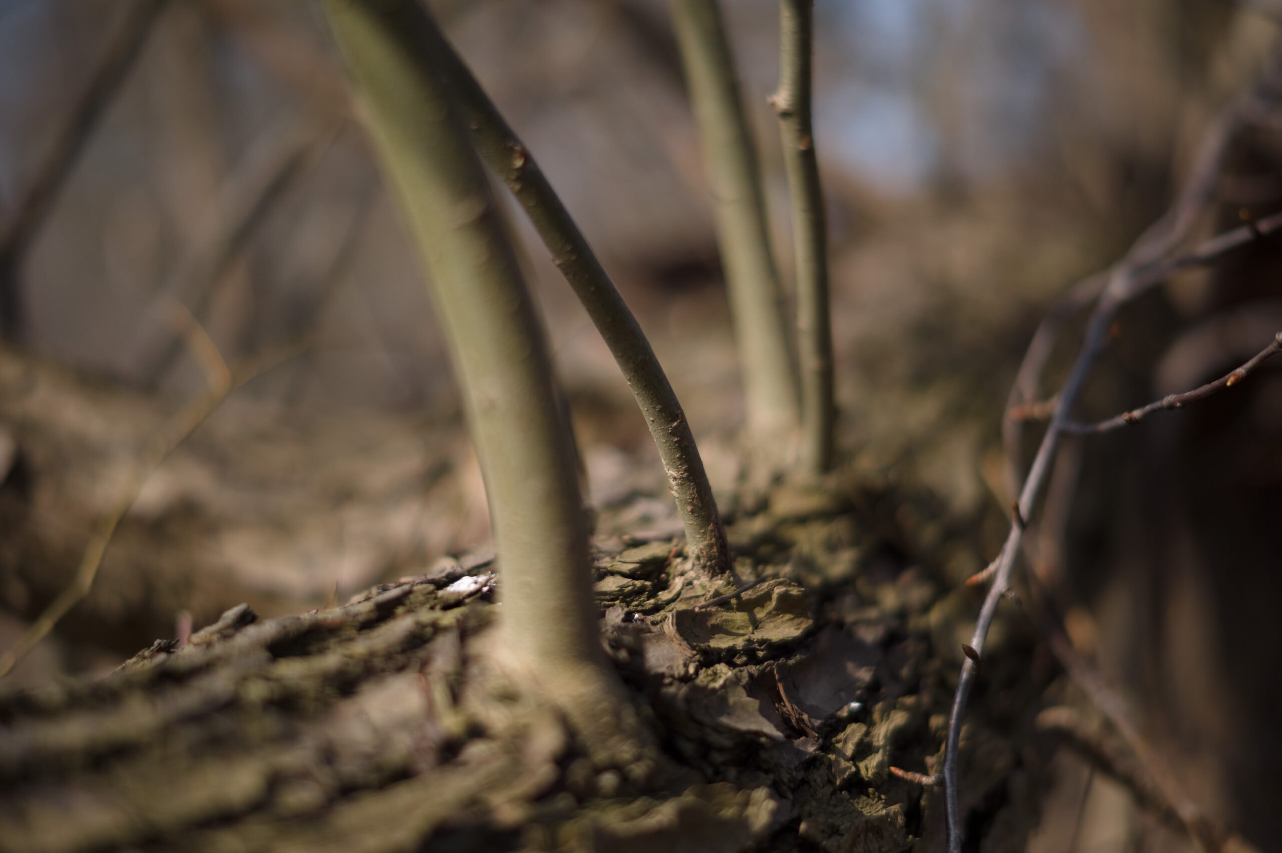 Nokton 50mm f/1.5 aspherical