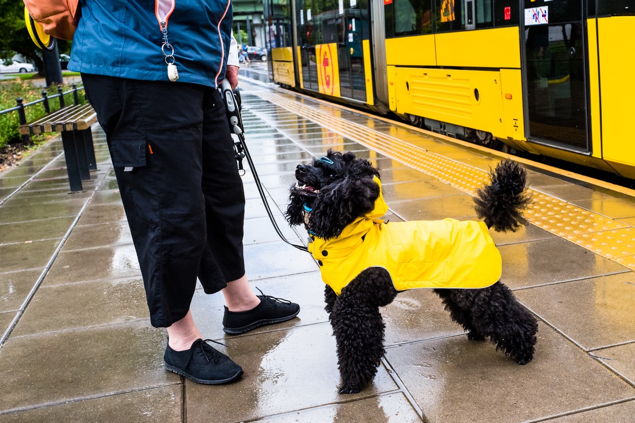 Pies w żółtej pelerynce