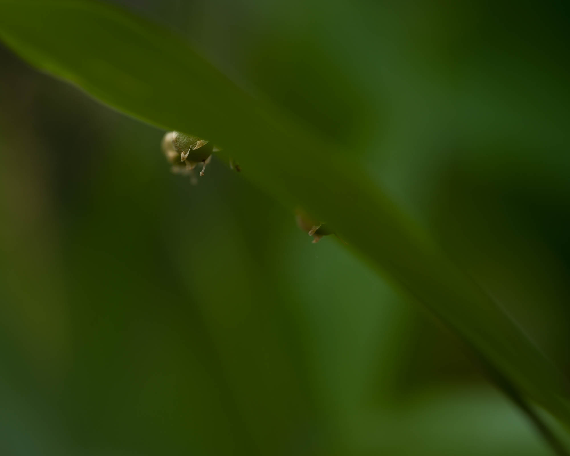 Hasselblad XCD Macro 120 mm F/3.5 – obiektyw z zaskoczenia